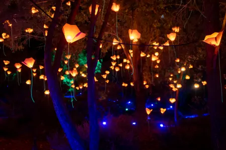 Lightscape